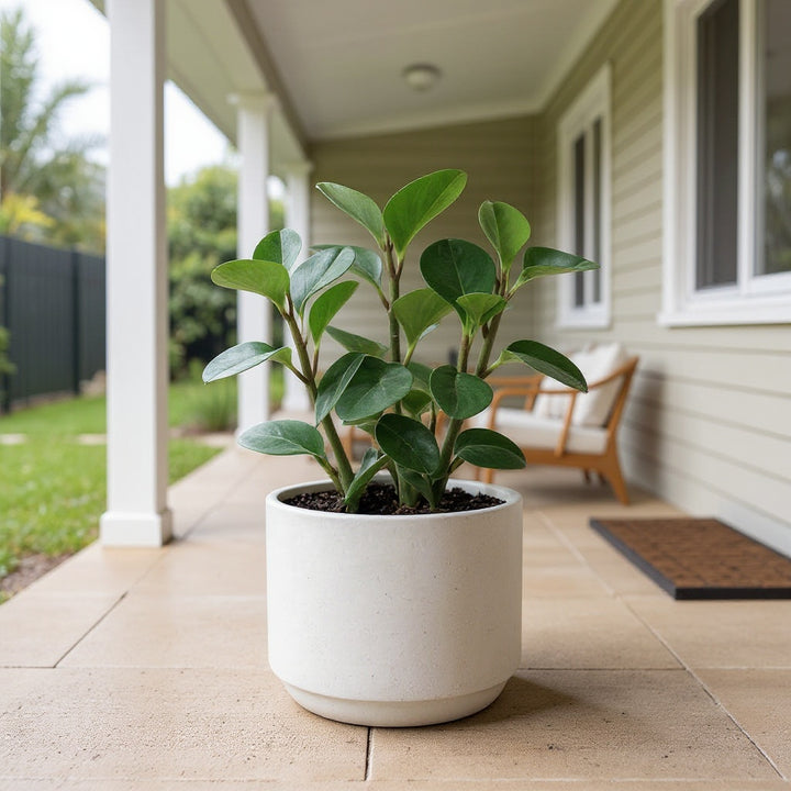 Baby Rubber Plant showing glossy, thick green foliage