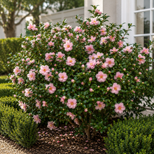Camellia sasanqua Beatrice Emily
