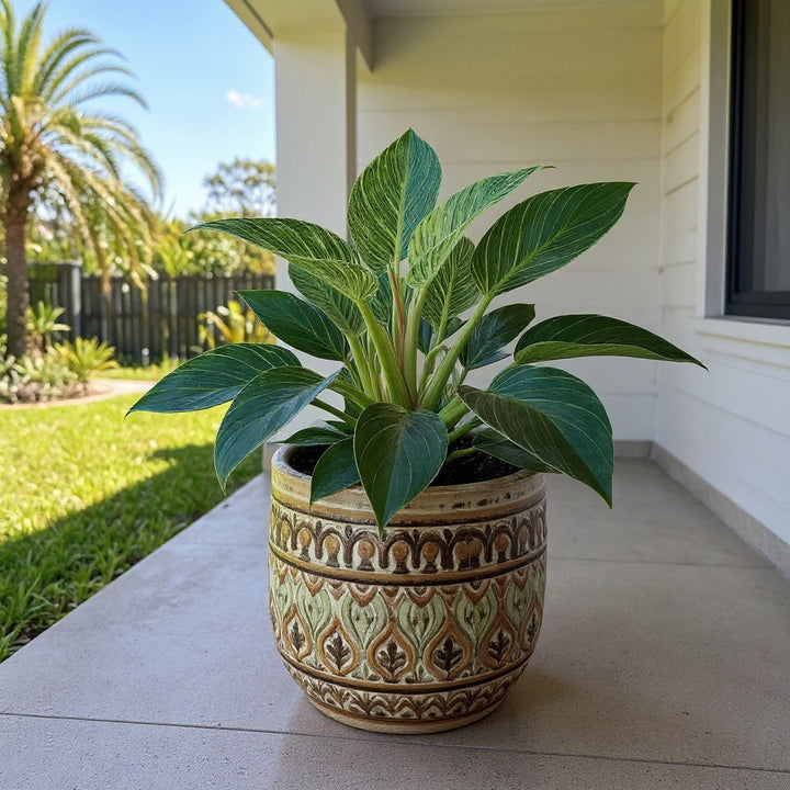 Birkin Philodendron plant showing distinctive white variegation