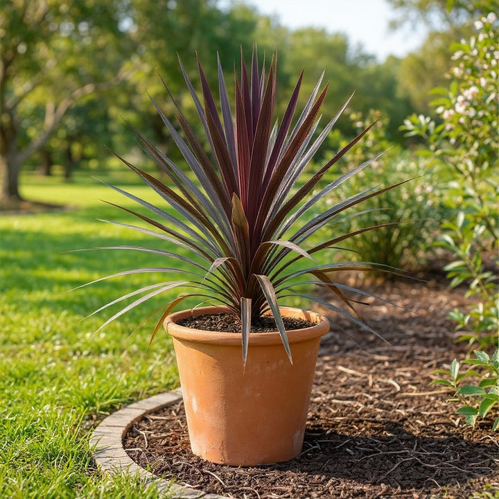 Black Knight Cordyline plant showing distinctive black-purple foliage