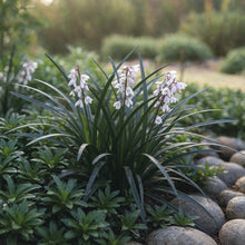 Ophiopogon planiscapus Nigrescens