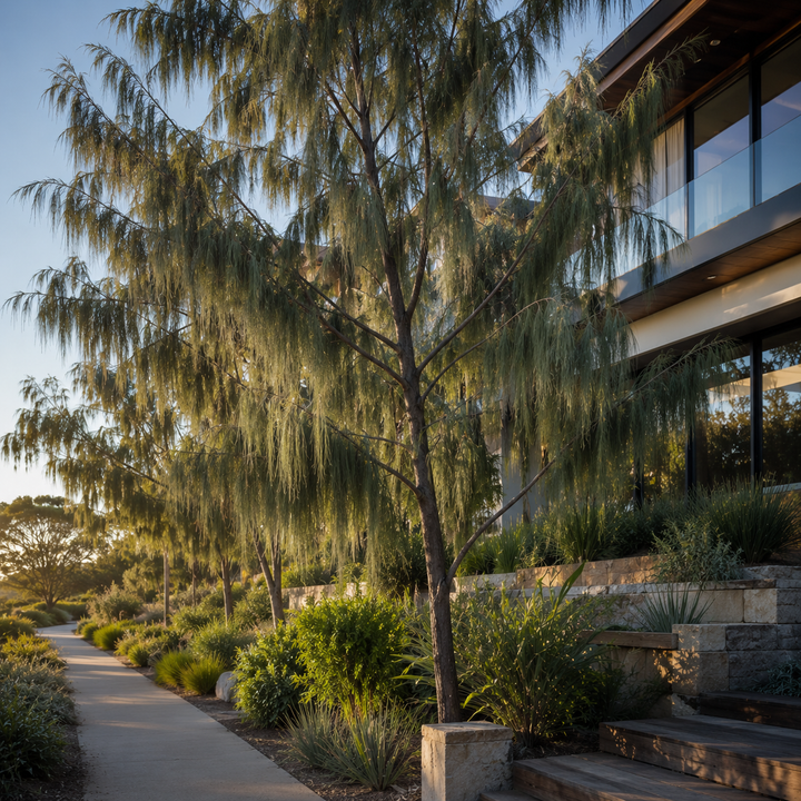 Black Sheoak - Allocasuarina littoralis in an Australian garden setting