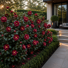Camellia japonica Black Tie