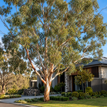 Eucalyptus blakelyi