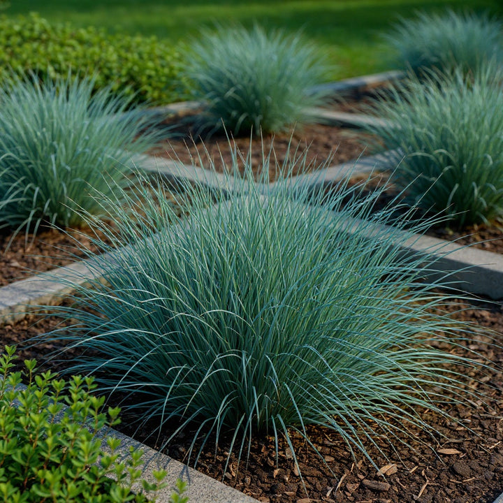 Blue Fescue plant showing distinctive blue foliage