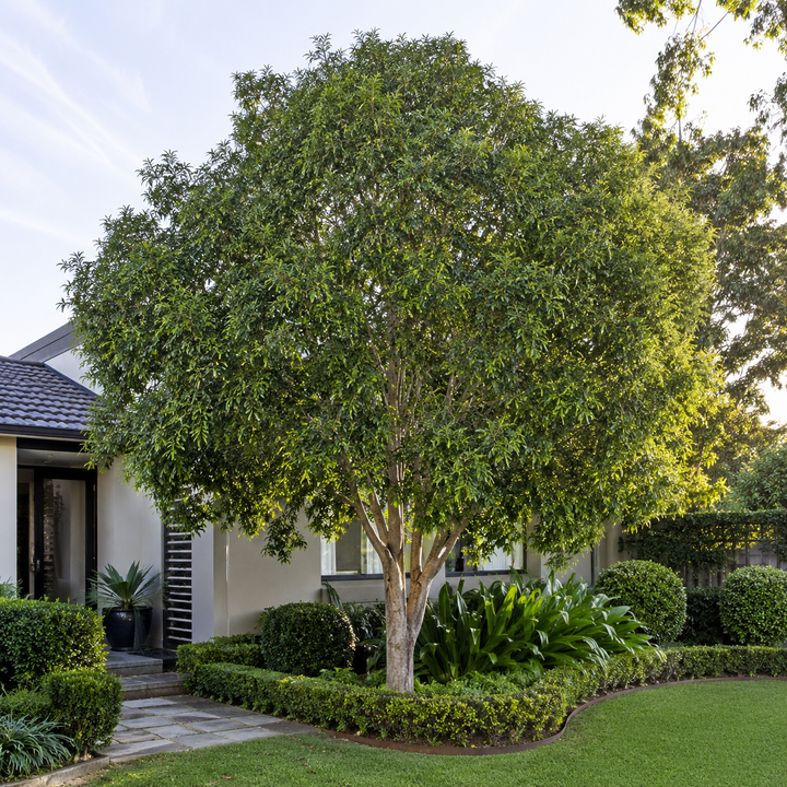 Blueberry Ash Tree - Elaeocarpus reticulatus in an Australian garden setting