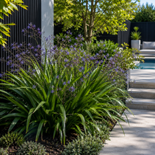 Dianella caerulea