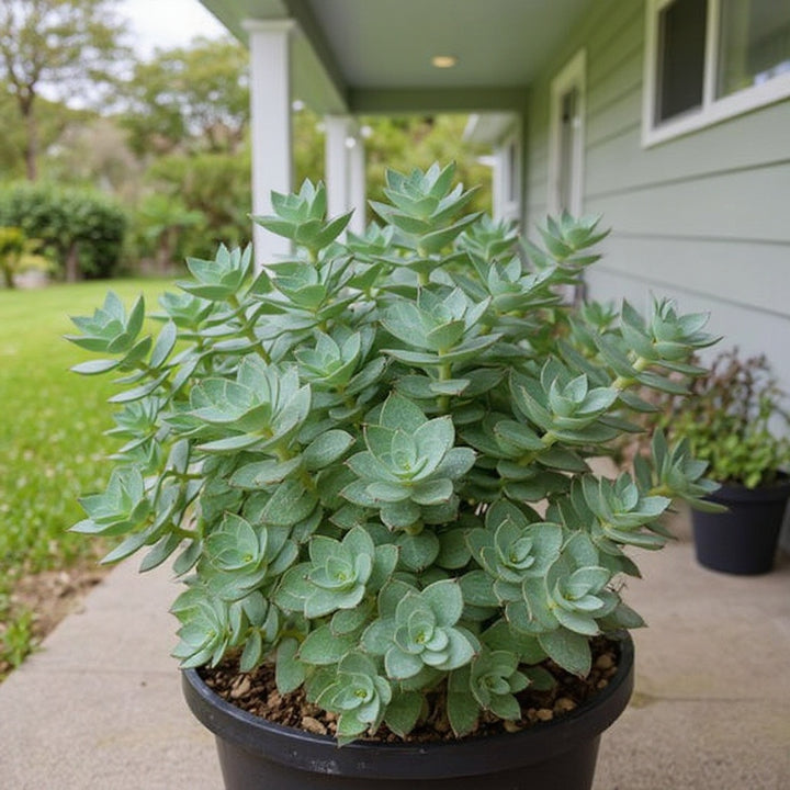 Bluebird Jade plant showing distinctive blue-green foliage