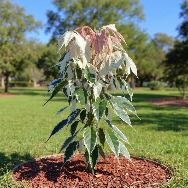 Boxelder Maple Tree showing unique variegated foliage