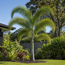 Broad Leaved Palm Lily - Cordyline petiolaris in an Australian garden setting