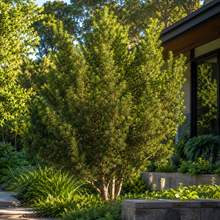 Podocarpus elatus