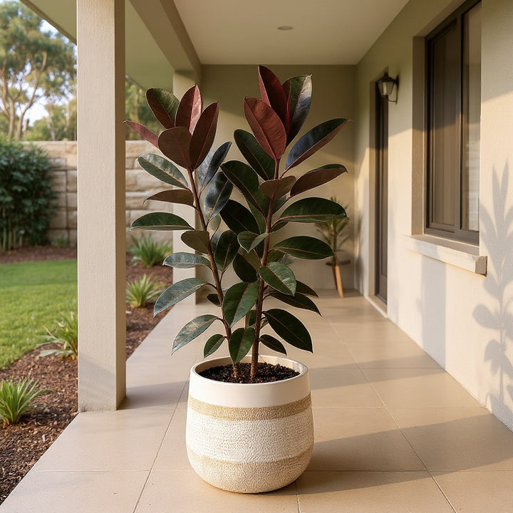 Burgundy Rubber Tree showing distinctive dark foliage