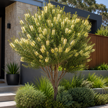 Callistemon citrinus Endeavour