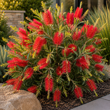 Callistemon viminalis