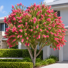 Callistemon Candy Pink