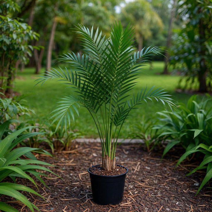 Cascade Palm showing lush, dense foliage