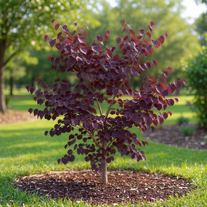 Cercis canadensis ‘Forest Pansy’ plant showing deep purple foliage