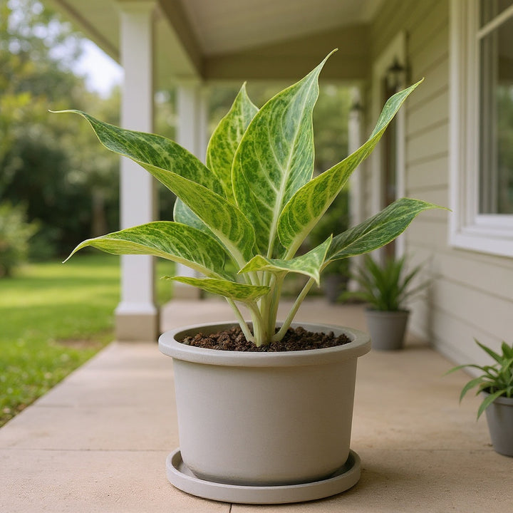 Chinese evergreens plant showing lush, tropical foliage