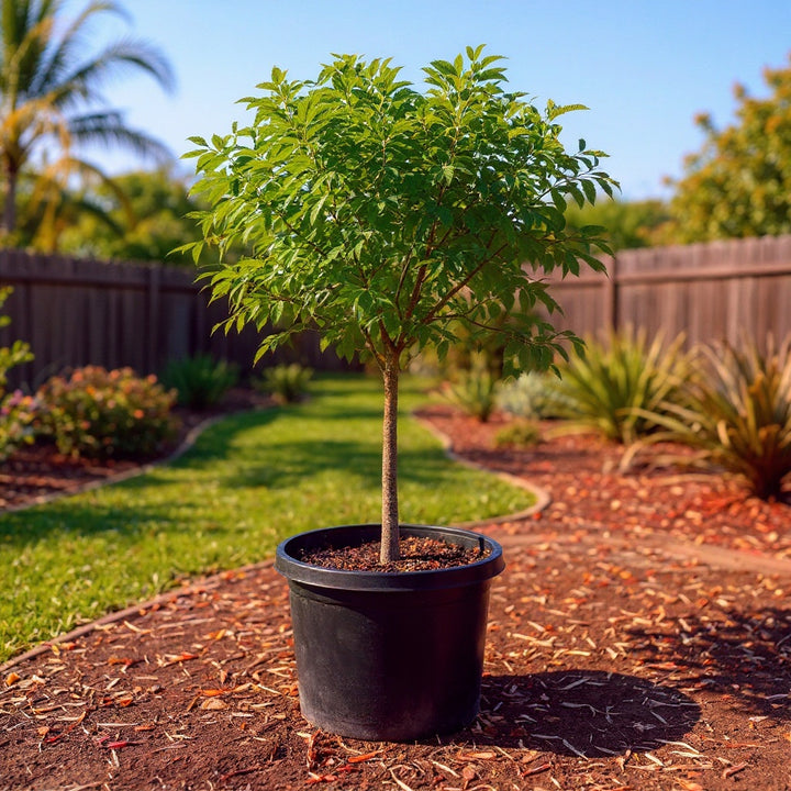Chinese Pistachio plant showing dense summer foliage