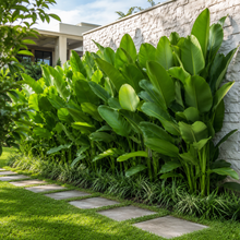 Calathea lutea