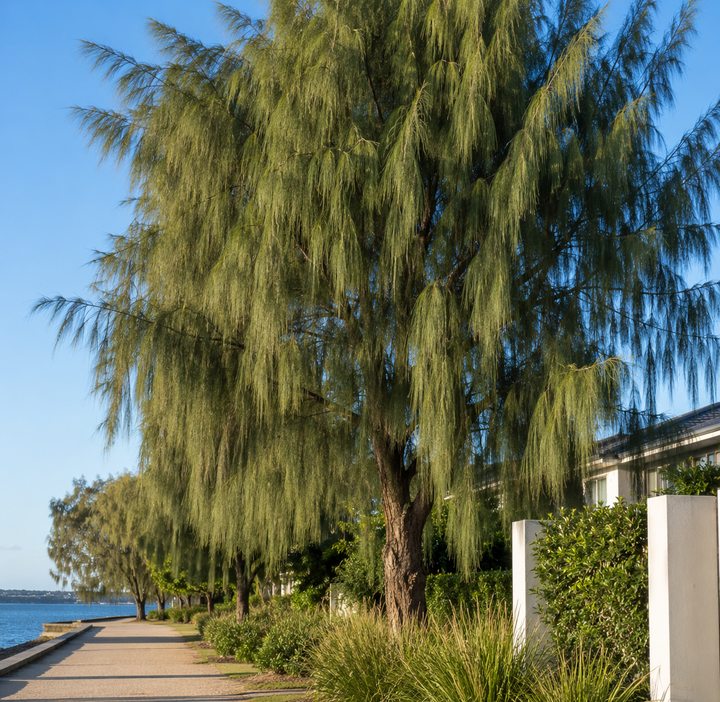 Casuarina equisetifolia