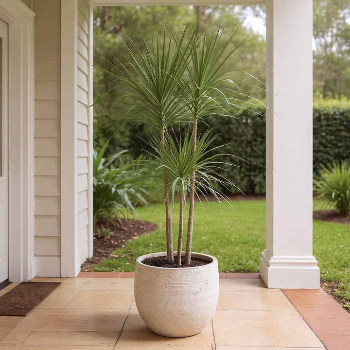 Colorama Dragon Tree showing colorama dragon tree
