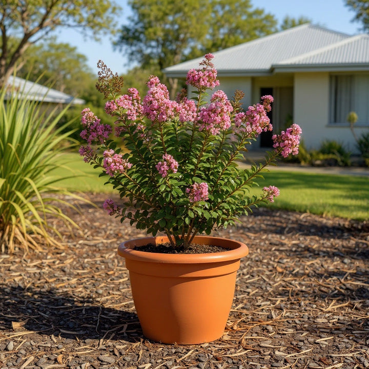 Comanche Crepe Myrtle plant showing attractive smooth bark