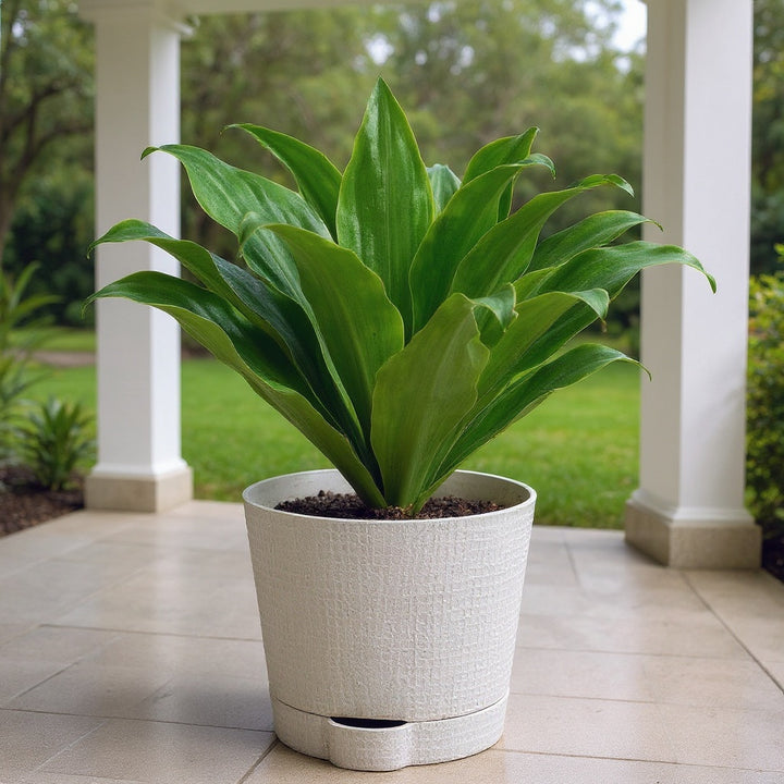 Compact Dragon Tree showing compact and stylish