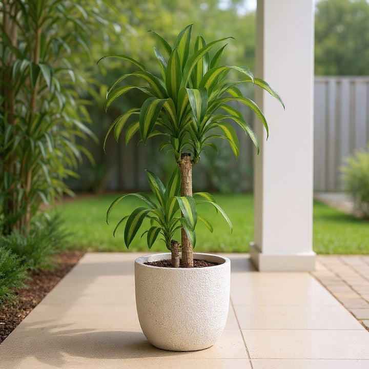 Corn Plant showing fresh foliage and reliable garden structure