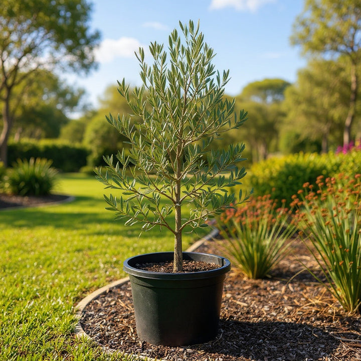 Correggiolo Olive plant showing classic silvery foliage