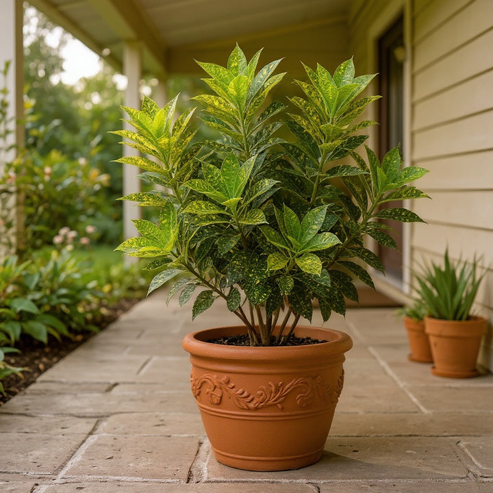 Croton plant showing distinctive, multicoloured foliage
