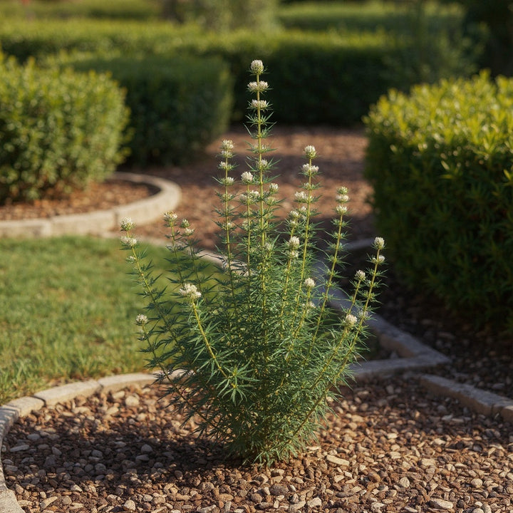 Curry Plant showing evergreen silver foliage