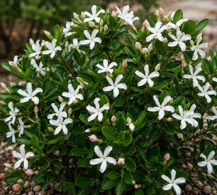 Desert Star - Carissa macrocarpa in an Australian garden setting