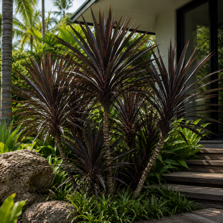Dracaena Black Knight - Dracaena marginata Black Knight in an Australian garden setting