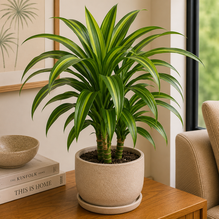 Dracaena ‘Malay Stripe’ - Dracaena ‘Malay Stripe’ in an Australian garden setting
