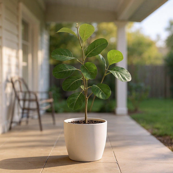 Dwarf Fiddle Leaf Fig showing bold, glossy foliage