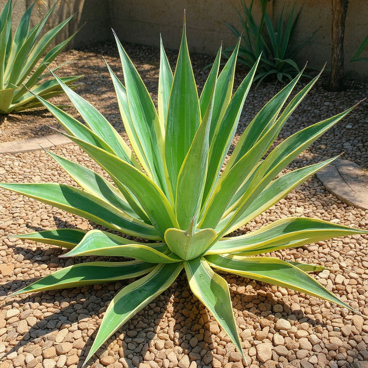 El Miradores Gold Agave plant showing golden variegated foliage