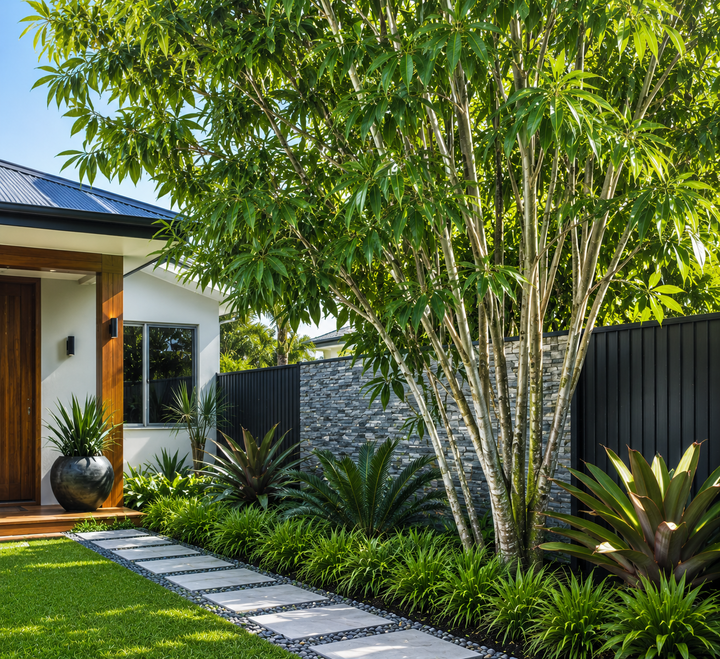 Elaeocarpus ‘Green Dream’ - Elaeocarpus ‘Green Dream’ in an Australian garden setting