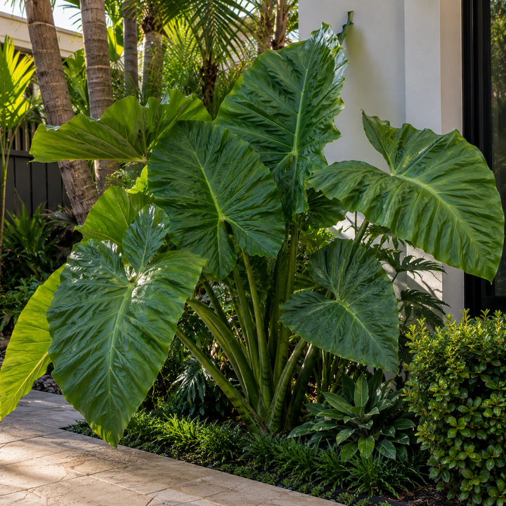 Elephants Ear Plant - Alocasia brisbanensis in an Australian garden setting