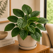 Homalomena Emerald Gem