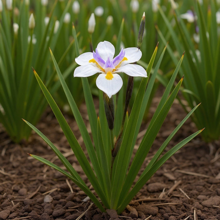 Fairy Iris plant showing rich green, strappy foliage all year