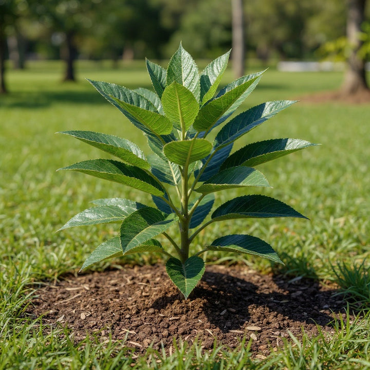 Feijoa plant showing evergreen and ornamental