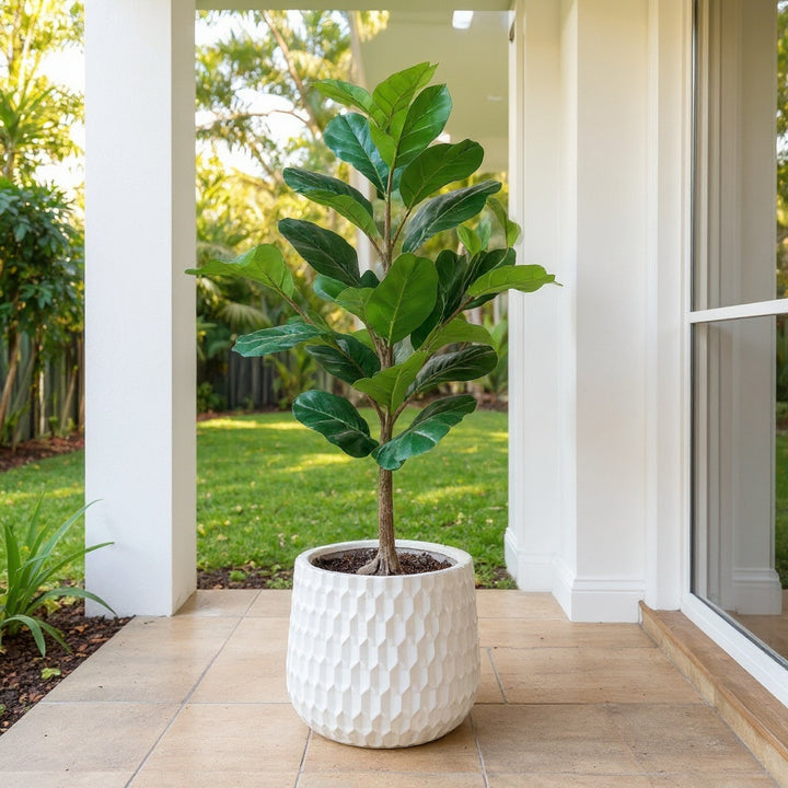 Fiddle Leaf Fig showing large, glossy green leaves