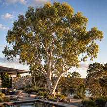 Eucalyptus rudis