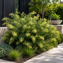 Grevillea Forest Rambler