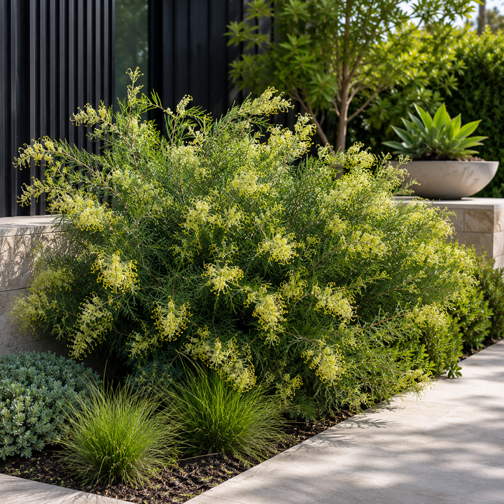 Grevillea Forest Rambler
