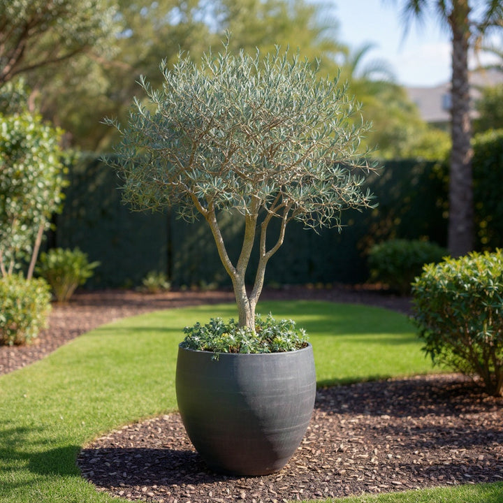 Frantoio Olive Tree showing evergreen beauty