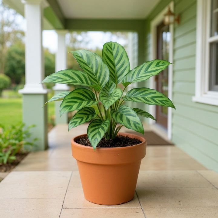 Freddie Calathea plant showing distinctive foliage pattern