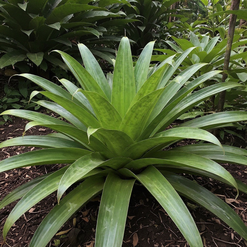 Giant Bromeliad plant showing large, dramatic rosette