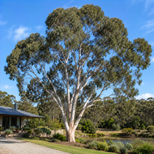 Eucalyptus kitsoniana